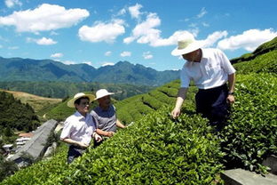 兴山县白茶种植面积突破两万亩